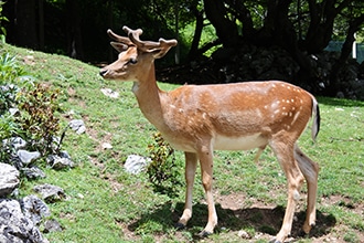 Parco d'Abruzzo con i bambini, daini