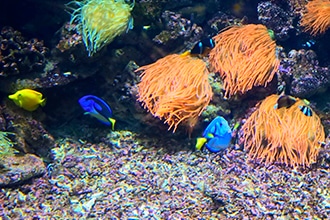 Visita all'acquario di Livorno con i bambini, pesci chirurgo