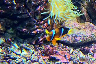 Visita all'acquario di Livorno con i bambini, pesci pagliaccio