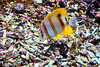 Visita all'acquario di Livorno con i bambini, pesci tropicali