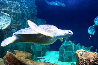 Visita all'acquario di Livorno con i bambini, tartaruga