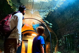 Visita all'acquario di Livorno con i bambini, tunnel
