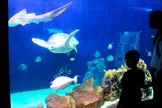 Visita all'acquario di Livorno con i bambini, vasca tartarughe