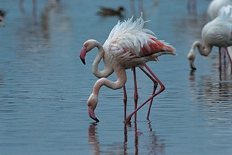 Parco della Maremma con i bambini, fenicotteri