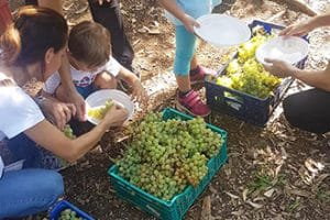 Vendemmiare con i bambini nel Lazio, Donnardea