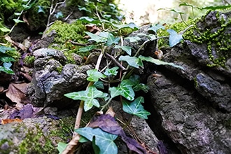 Dettaglio della vegetazione del bosco monumentale del Sasseto