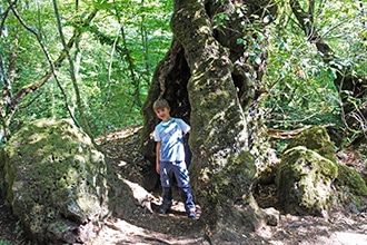 Leccio cavo monumentale nel Bosco del Sasseto