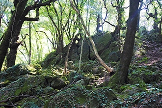 Bosco del Sasseto, rocce laviche