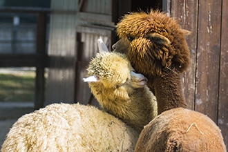 Lo zoo di Napoli, alpaca