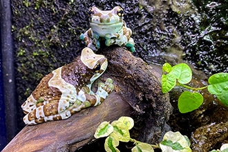 Zoo di Napoli, anfibiario