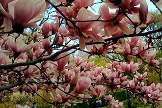 Lo zoo di Napoli, magnolia