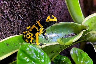 Zoo di Napoli, rana freccia