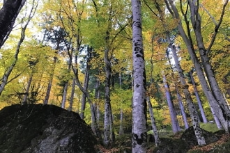 Foresta Masino