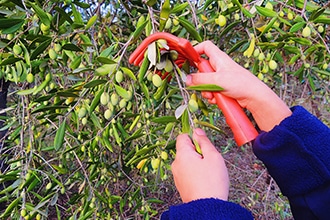 Raccolta delle olive con i bambini, Azienda Buccianera