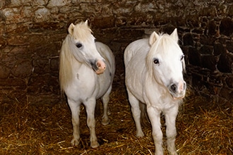 Agriturismo La Chiusa nel Casentino