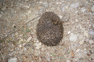 Escursione nel bosco per sentire il bramito del cervo, il riccio