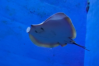 visita all'Acquario di Porto Santo Stefano