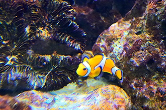 visita all'Acquario di Porto Santo Stefano