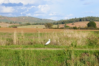 Weekend nel parco della Maremma con i bambini, un airone