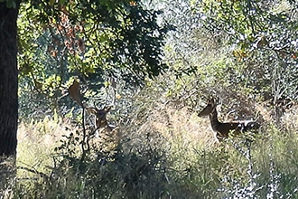 Parco della Maremma, daini