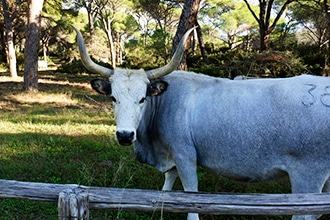 Le mucche maremmane