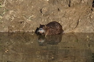 Weekend nel parco della Maremma con i bambini, una nutria