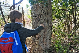 Parco della Maremma, albero di sughero