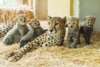 Cuccioli di ghepardo