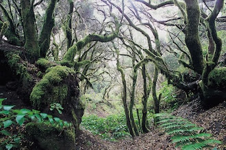 El Hierro Bosco di Iaurisilva