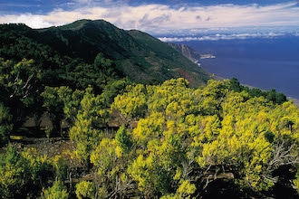 El Hierro Brughiera 