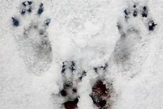 Passeggiate sulla neve ad Asiago a caccia di impronte