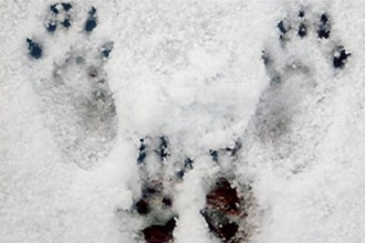 passeggiate sulla neve ad Asiago a caccia di impronte