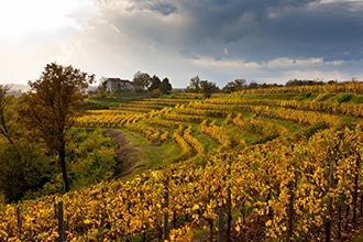 Gorizia con bambini, vigneti