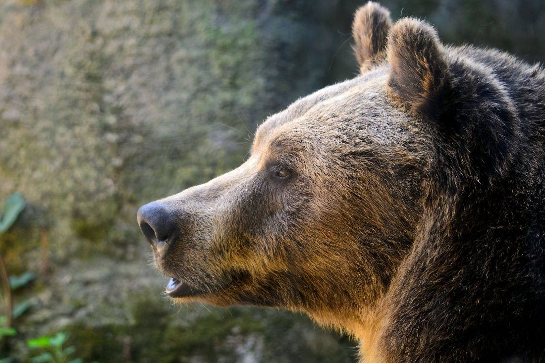 Vedere l'orso in Abruzzo