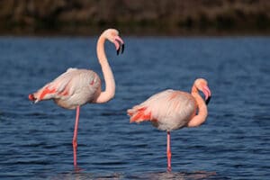 Cammino di Santa Barbara con bambini, fenicotteri rosa