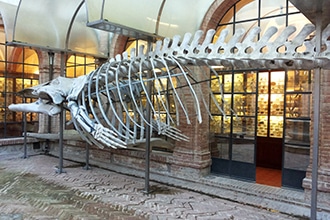 Museo di Storia naturale di Siena
