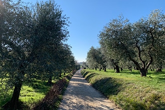 Trekking sul Lago di Garda con i bambini, sentieri nella riserva tra gli ulivi