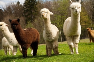 Allevamento Alpaca