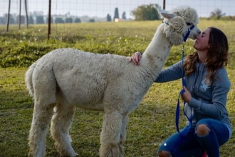 Alpaca di Marano