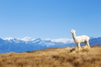 Alpaca in montagna