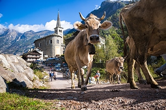 Monterosa con bambini, Campertogno