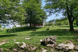 Garfagnana con bambini, animali al pascolo