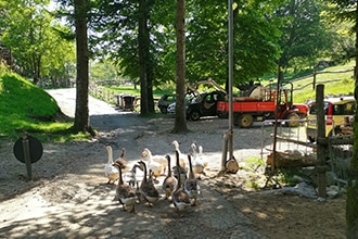 Garfagnana con bambini, Rifugio Alto Matanna, animali