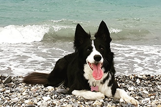 La spiaggia dog-friendly di Pippo ad Albenga in Liguria