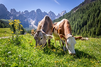 Passeggiate in Trentino con i bambini, San Martino, foto di Trentino Marketing/ G. Ramirez