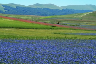 Campi di lenticchia in fiore 