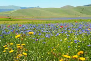 Fioritura Castelluccio Norcia