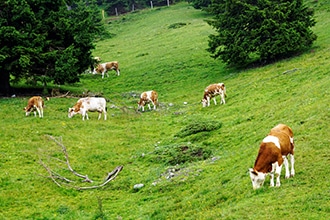 Pascoli in Carinzia