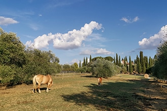 Weekend a La Bandita Country Hotel, cavalli