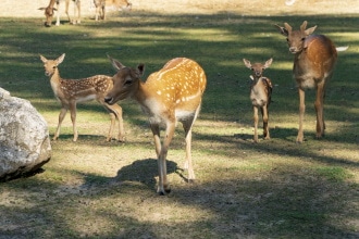 Animali del Parco Rivolta d'Adda